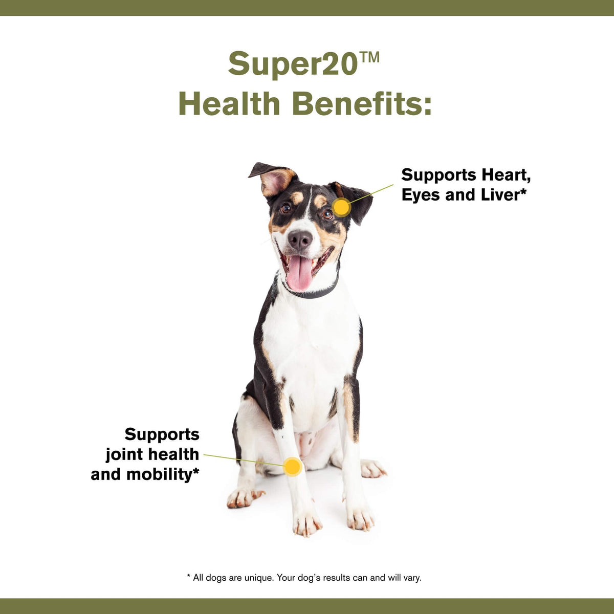 Multi-Benefit Supplement for Dogs P30368