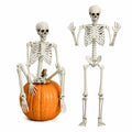 Life Size Poseable Skeleton with Movable Joints B23232