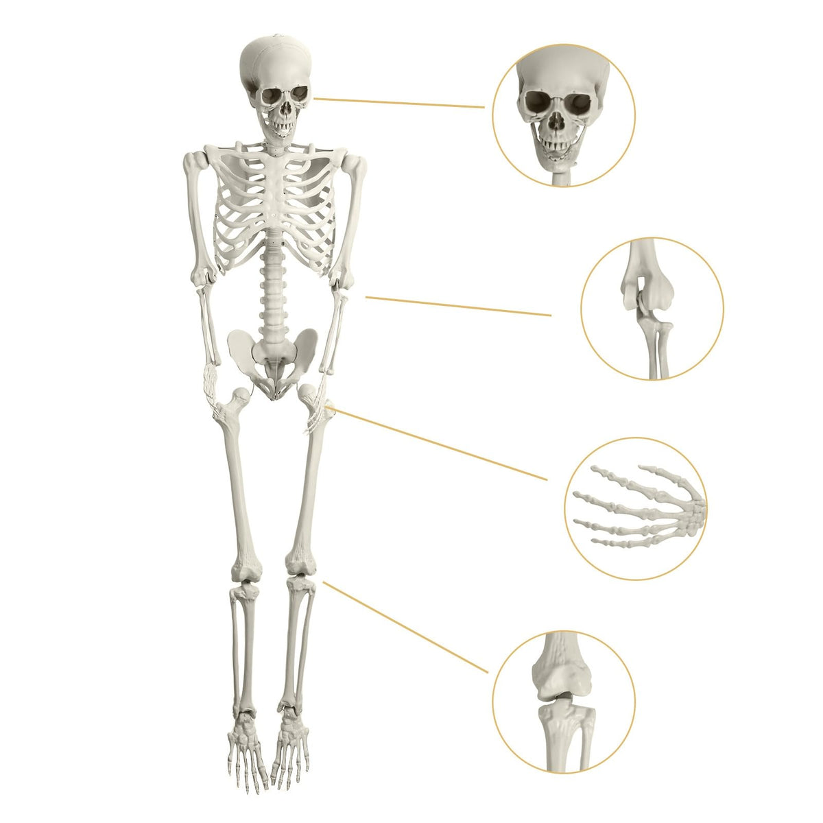 Life Size Poseable Skeleton with Movable Joints B23232