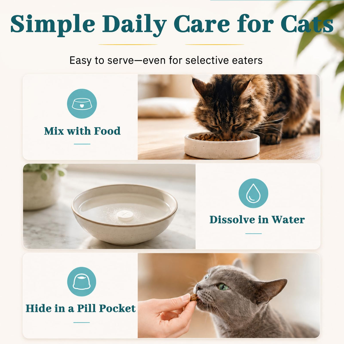 Cat Dental Care Oral Health Q91843