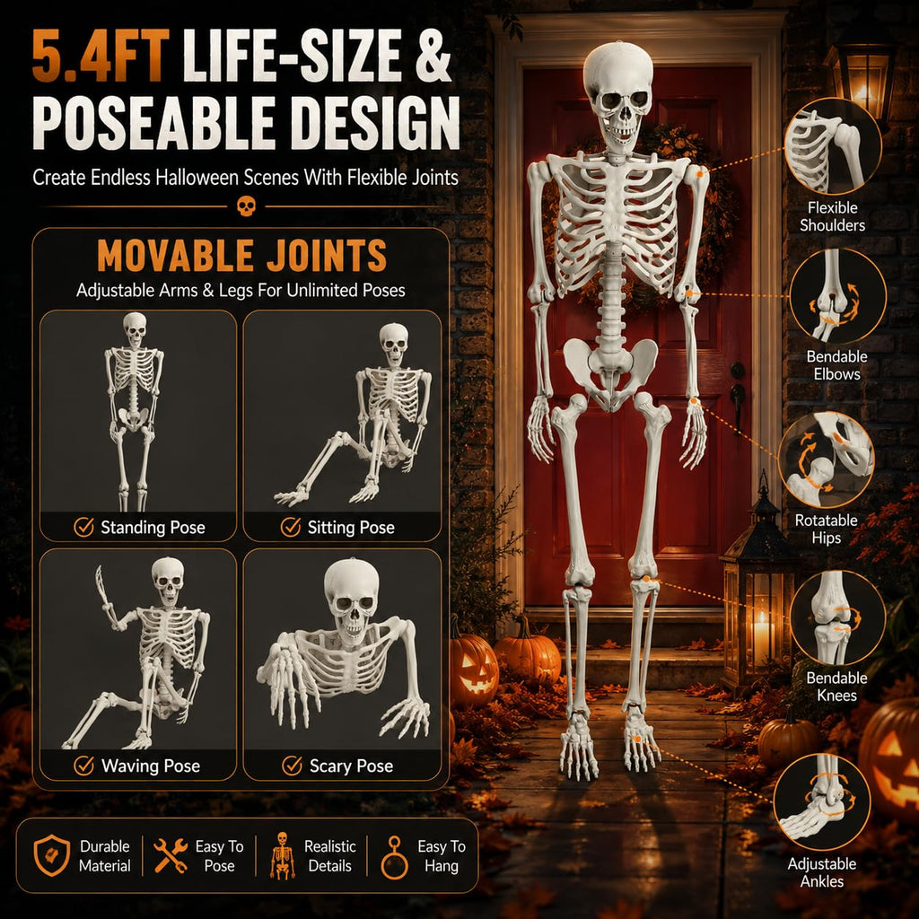 Life Size Poseable Skeleton with Movable Joints B23232
