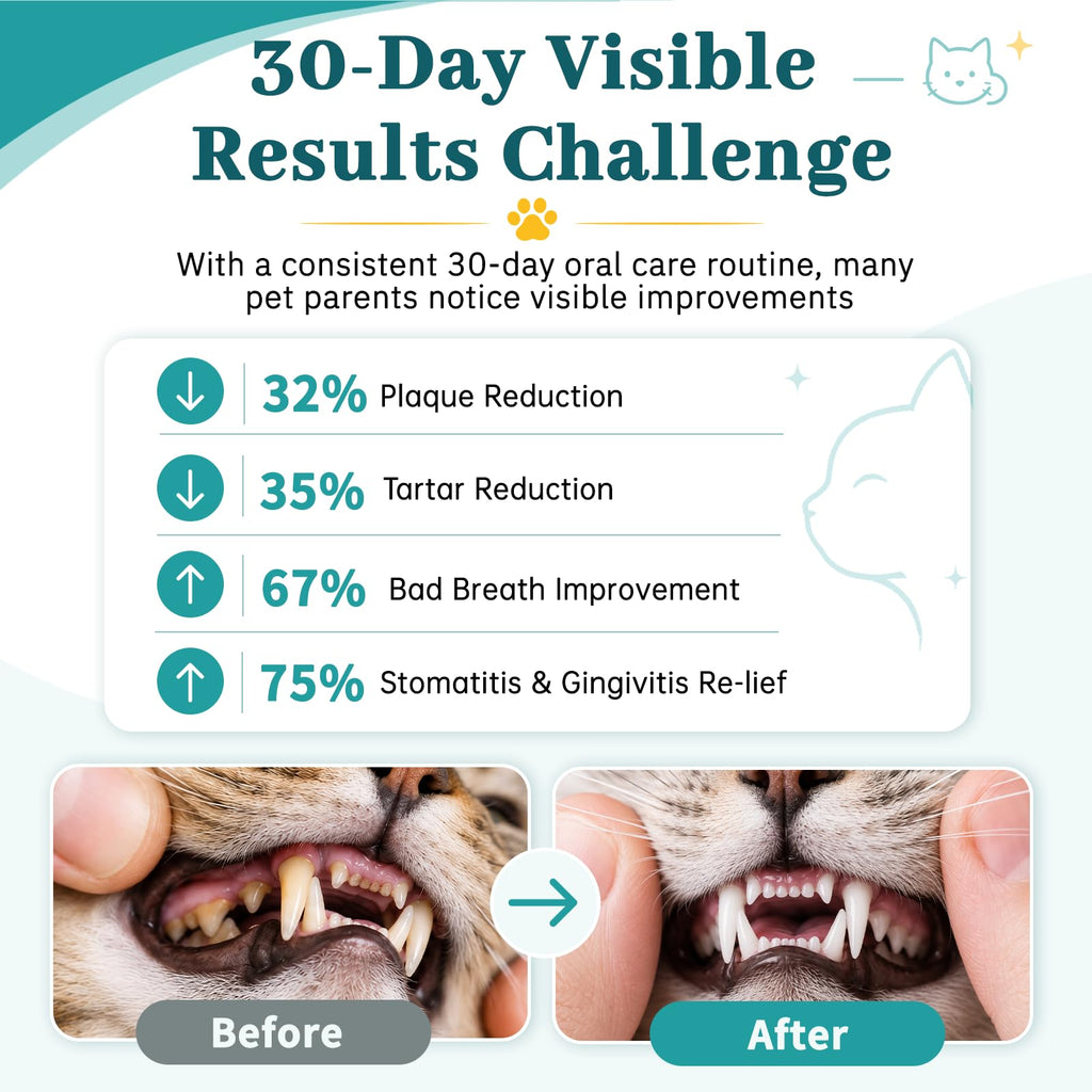 Cat Dental Care Oral Health Q91843