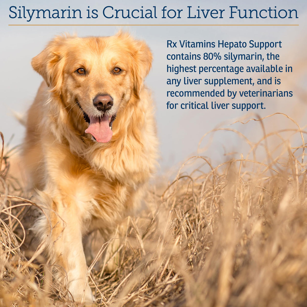 Liver Supplement 180ct D467896