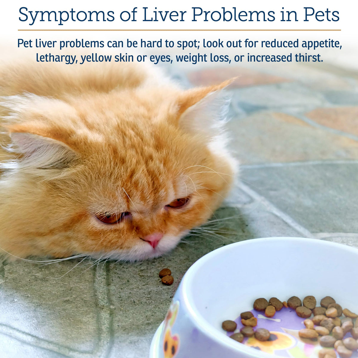 Liver Supplement 180ct D467896