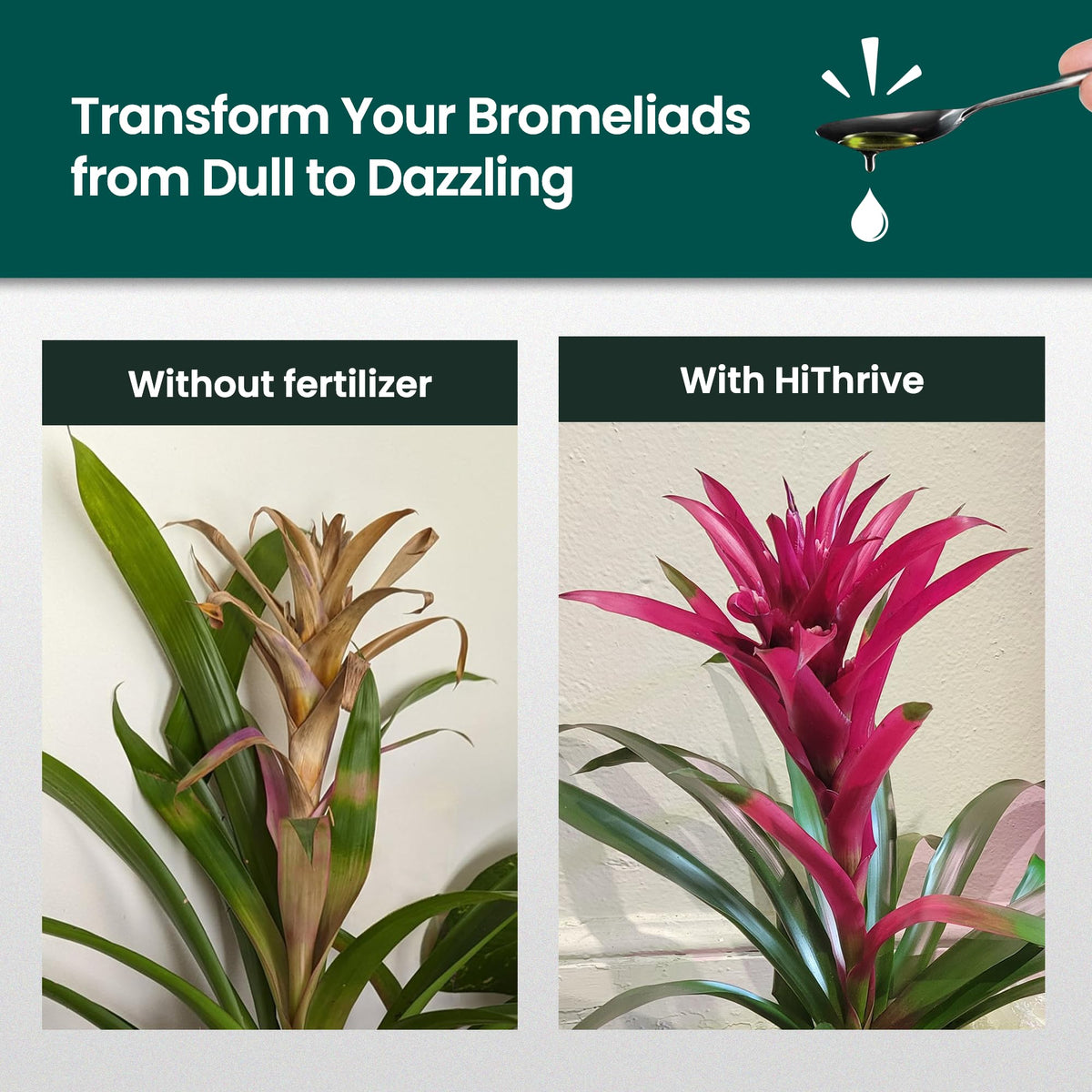 16oz Bromeliad Fertilizer R322898