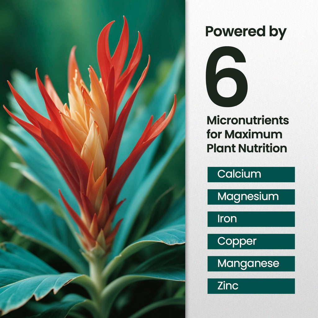 16oz Bromeliad Fertilizer R322898