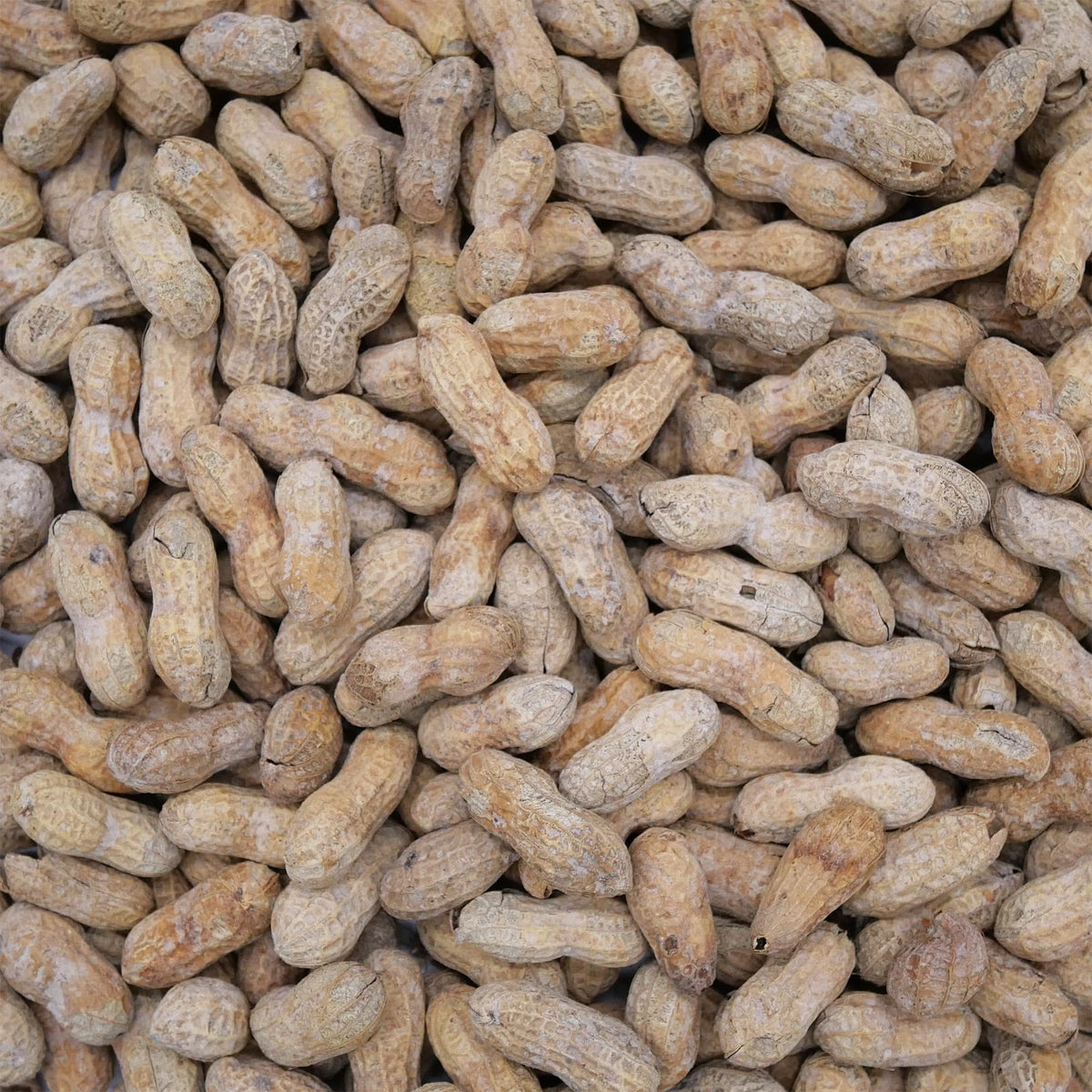 Salted Dry Roasted In Shell Peanuts 2 Pounds G699